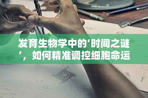 发育生物学中的‘时间之谜’，如何精准调控细胞命运的决定性时刻？