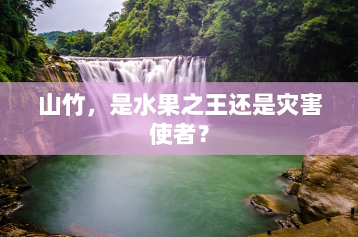 山竹，是水果之王还是灾害使者？