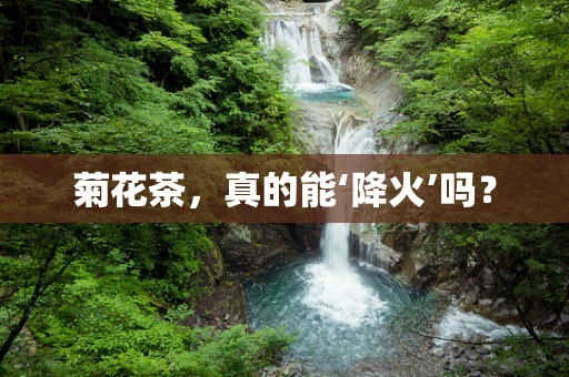 菊花茶，真的能‘降火’吗？