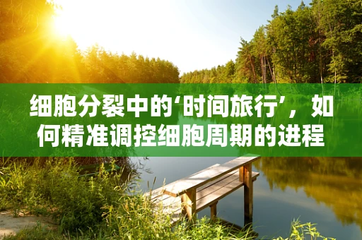 细胞分裂中的‘时间旅行’，如何精准调控细胞周期的进程？